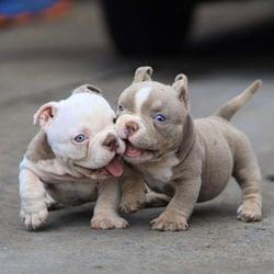 3 fav cuz A & L & D go mma's cover