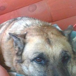 R.I.P. Missy's cover