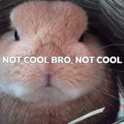 Not Cool Bro's cover