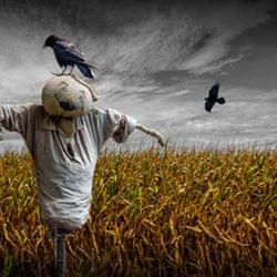 Scarecrow song's cover