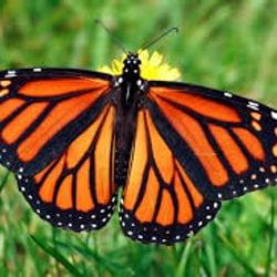 Sci-fi horror's cover