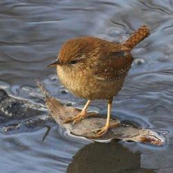  𝕎𝕣𝕖𝕟 - 𝕍𝕒𝕟𝕚𝕝𝕝𝕒~𝕀𝕣𝕚𝕚𝕤 🜲's cover