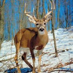 Chillin in the woods's cover