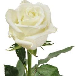 I love white roses, but... I'll love an Iris too.'s cover